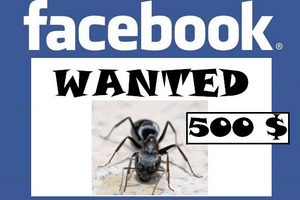 Réseaux Sociaux: Quand Facebook engage et rémunère des chasseurs de bugs…