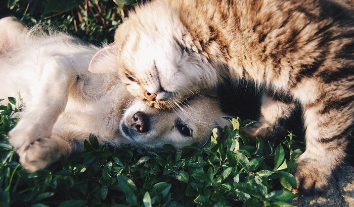 Boutiques en ligne: Lancement de Petmeds, la nouvelle boutique en ligne pour vos animaux