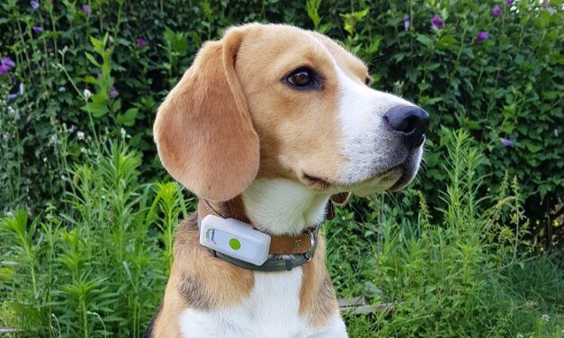 Weenect Pets Le collier GPS et le tracker d’activité pour votre chien