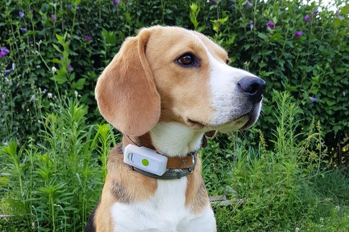 Weenect Pets Le collier GPS et le tracker d’activité pour votre chien