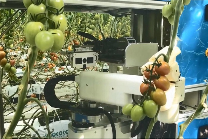 [Vidéo]: Le robot cueilleur de tomates de Panasonic sera disponible sur le marché en 2019