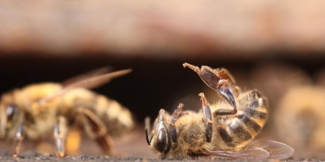 USA: l’armée Américaine compte exploiter le cerveau des insectes pour doper l’intelligence artificielle