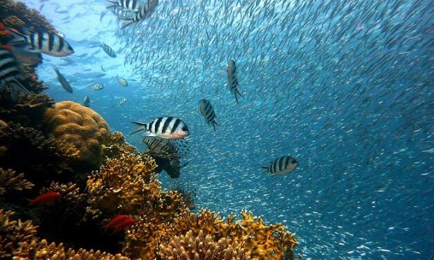 Google développe une caméra sous-marine pour améliorer la pisciculture
