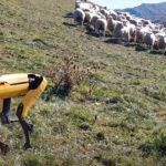 [Vidéo]: Regardez un robot spot-mini essayant de rassembler des moutons