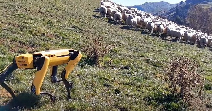 [Vidéo]: Regardez un robot spot-mini essayant de rassembler des moutons