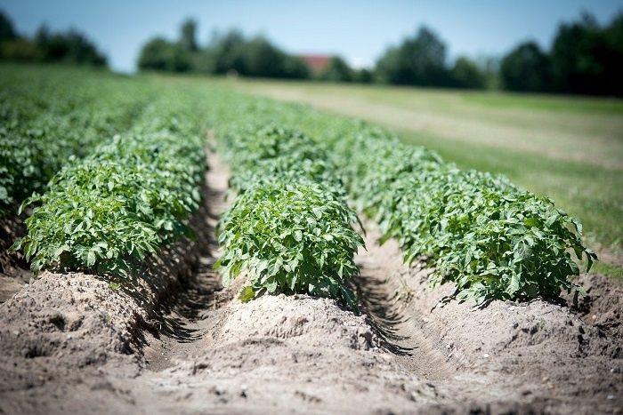 Veragrow, une start-up Normande qui utilise des vers de terre pour produire un engrais 100% naturel