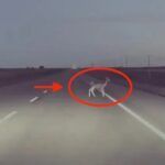 [Vidéo]: Regardez l'autopilote de Tesla éviter un cerf à la dernière minute