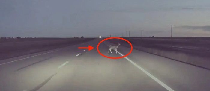 [Vidéo]: Regardez l’autopilote de Tesla éviter un cerf à la dernière minute