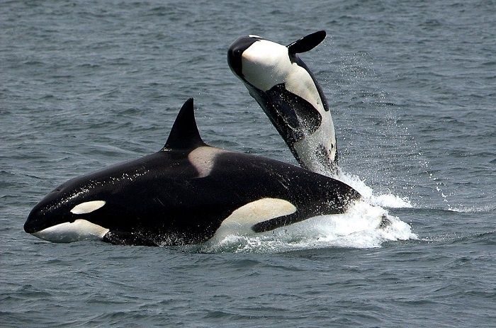 Google met l’intelligence artificielle au secours des orques dans la mer des Salish