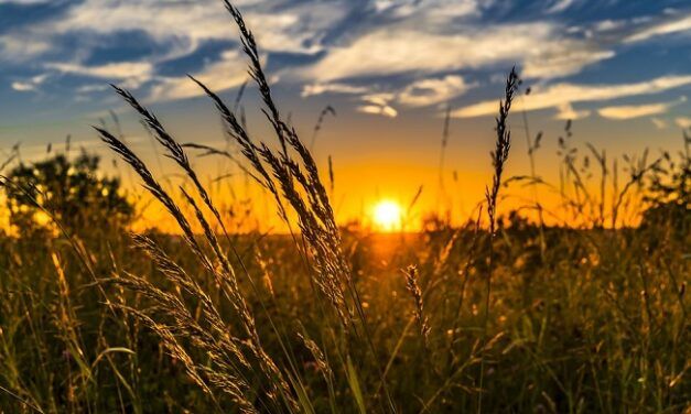 Ombrea et sa solution de prévention climatique pour les cultures lève 10M€