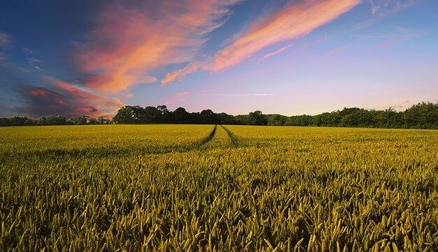 La start-up Farmwise et son service de désherbage automatisé des champs lève 45M$